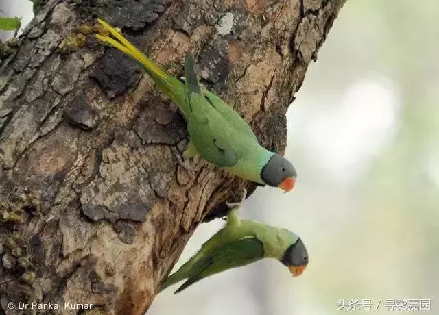 中國原生的七種鸚鵡,如今國內瀕危,卻在國外成災,被列入害鳥