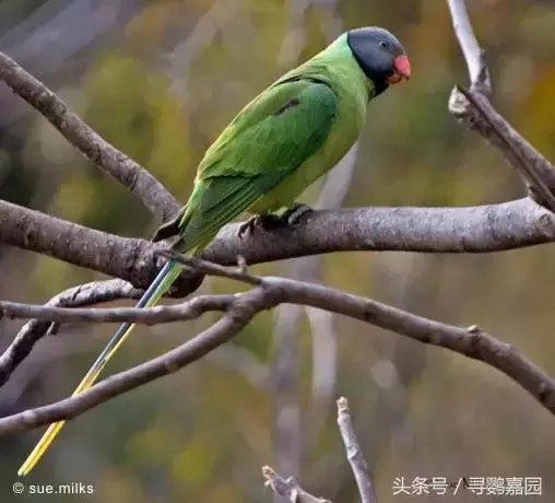 中國原生的七種鸚鵡,如今國內瀕危,卻在國外成災,被列入害鳥