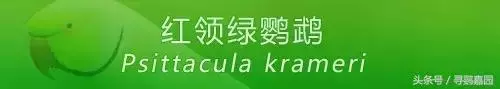 中國原生的七種鸚鵡,如今國內瀕危,卻在國外成災,被列入害鳥