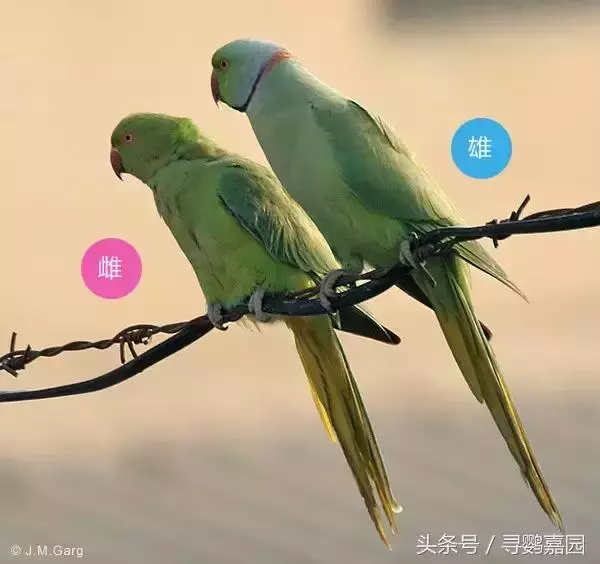 中國原生的七種鸚鵡,如今國內瀕危,卻在國外成災,被列入害鳥