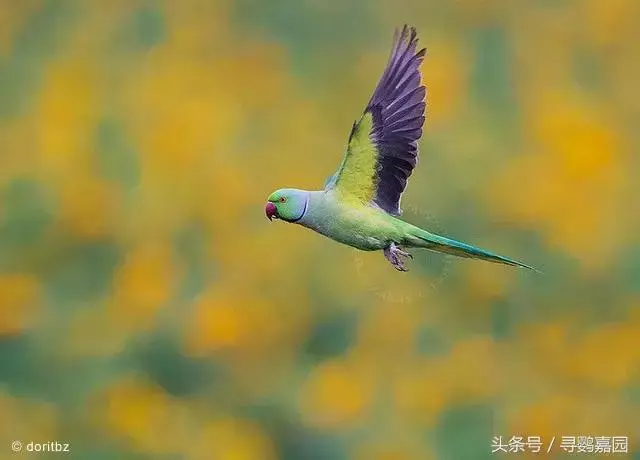 中國原生的七種鸚鵡,如今國內瀕危,卻在國外成災,被列入害鳥