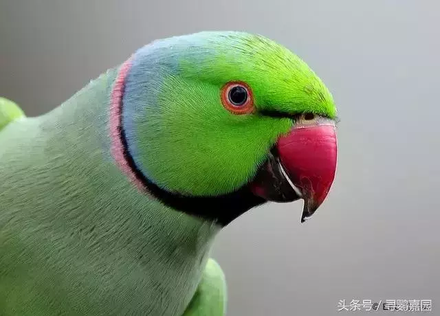 中國原生的七種鸚鵡,如今國內瀕危,卻在國外成災,被列入害鳥