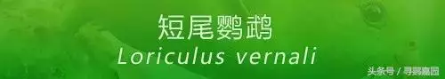 中國原生的七種鸚鵡,如今國內瀕危,卻在國外成災,被列入害鳥