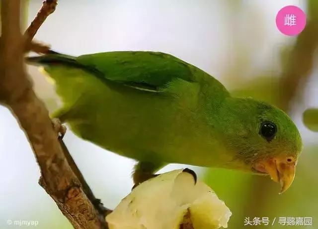 中國原生的七種鸚鵡,如今國內瀕危,卻在國外成災,被列入害鳥