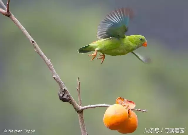 中國原生的七種鸚鵡,如今國內瀕危,卻在國外成災,被列入害鳥
