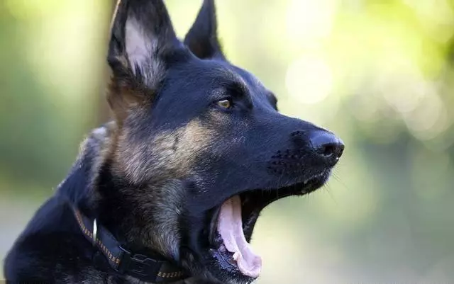 讀懂了狗狗的這10個小動作,就能讓你和愛犬的親密度成倍增長