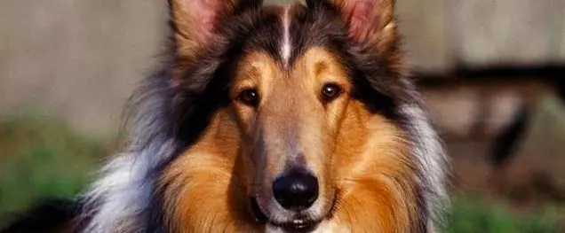 讀懂了狗狗的這10個小動作,就能讓你和愛犬的親密度成倍增長