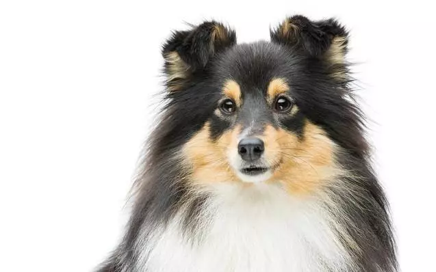 讀懂了狗狗的這10個小動作,就能讓你和愛犬的親密度成倍增長