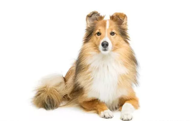 讀懂了狗狗的這10個小動作,就能讓你和愛犬的親密度成倍增長
