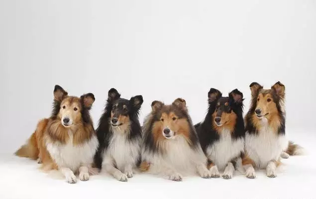 讀懂了狗狗的這10個小動作,就能讓你和愛犬的親密度成倍增長