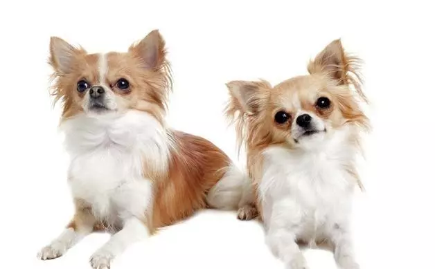 讀懂了狗狗的這10個小動作,就能讓你和愛犬的親密度成倍增長