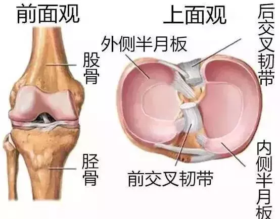 生薑燉雞 活血脈、強筋骨
