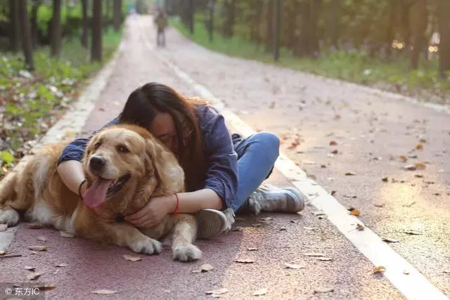 史上最「最友好的」5隻狗狗,統稱「無攻擊性犬種」