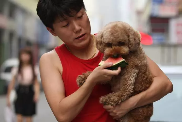說泰迪犬難養的,卻不知道有這5個好處,養了沒後悔過!