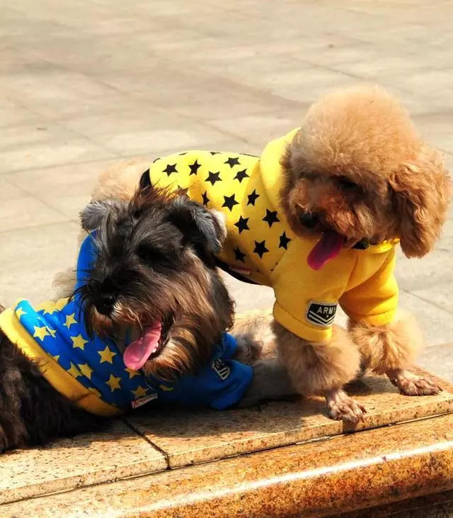 說泰迪犬難養的,卻不知道有這5個好處,養了沒後悔過!