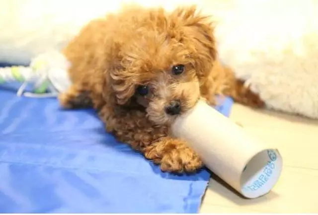 說泰迪犬難養的,卻不知道有這5個好處,養了沒後悔過!