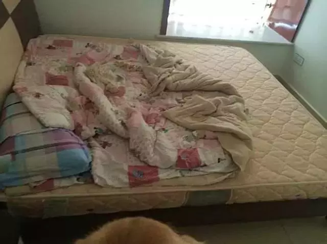 主人操刀追殺撕家後的金毛,那貨委屈的快哭了……