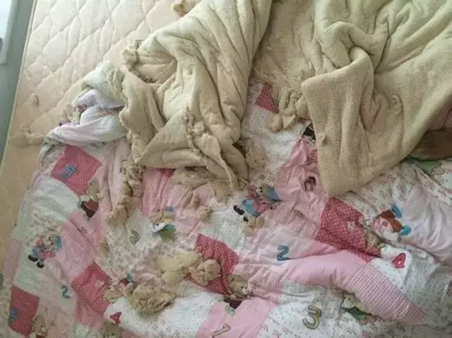 主人操刀追殺撕家後的金毛,那貨委屈的快哭了……