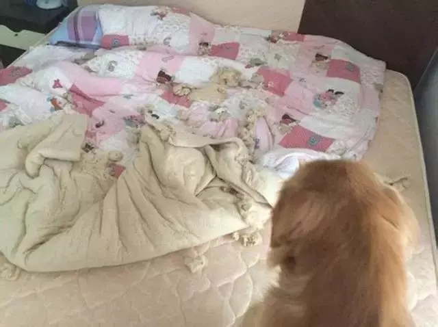 主人操刀追殺撕家後的金毛,那貨委屈的快哭了……