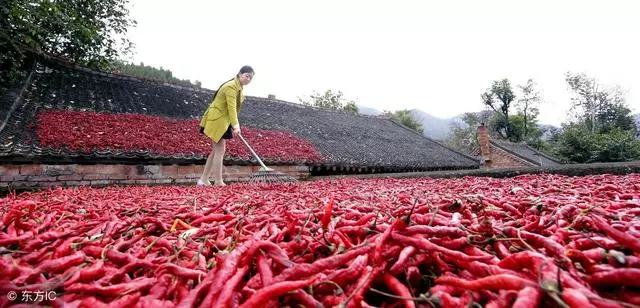 喜歡吃辣椒對身體會有什麼影響?什麼人不能吃辣椒?