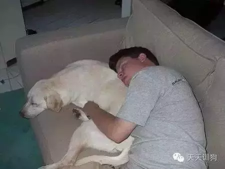 狗狗為什麼喜歡跟主人睡?可以和狗狗一起睡嗎?