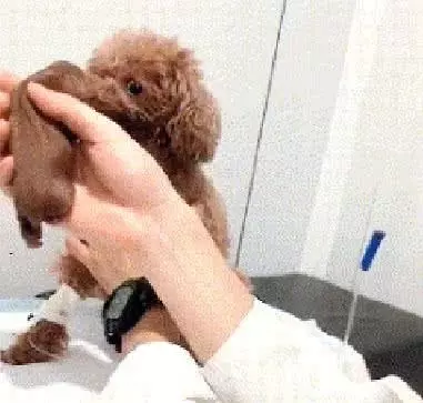 將剛出生的小泰迪給狗媽媽看,看到泰迪的眼神,主人:是你親生的