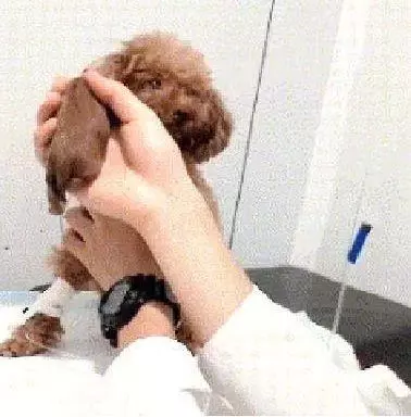 將剛出生的小泰迪給狗媽媽看,看到泰迪的眼神,主人:是你親生的