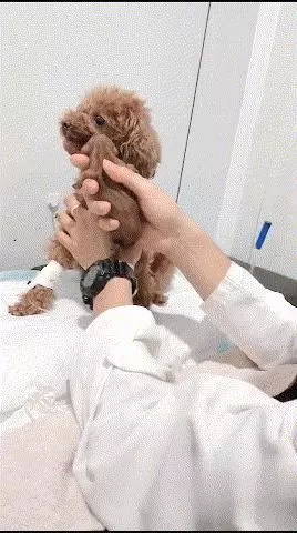 將剛出生的小泰迪給狗媽媽看,看到泰迪的眼神,主人:是你親生的