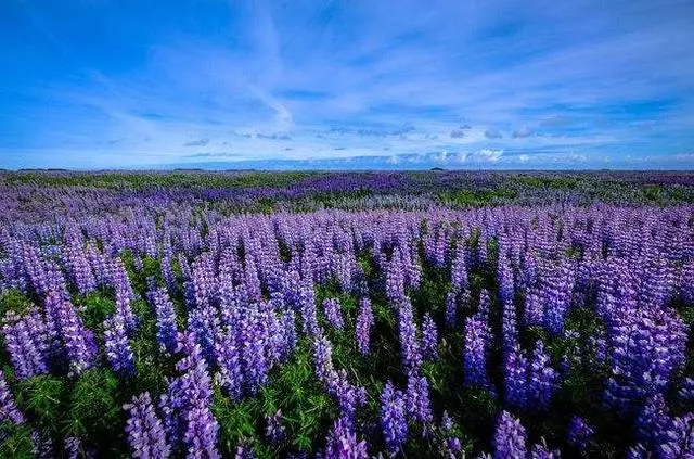 心理測試:你最喜歡哪片花海?測你今生有幾次戀情
