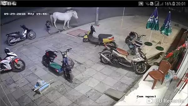 覺得好玩伸手連拍3次白馬 小孩被踹飛倒地直撞機車 網:活該