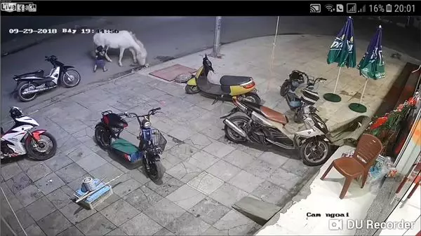 覺得好玩伸手連拍3次白馬 小孩被踹飛倒地直撞機車 網:活該