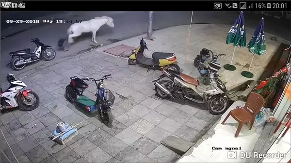 覺得好玩伸手連拍3次白馬 小孩被踹飛倒地直撞機車 網:活該
