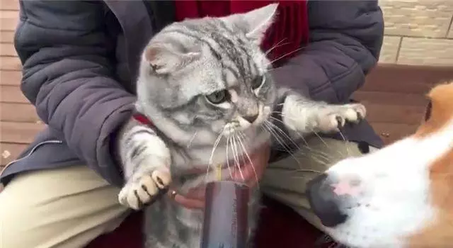 「到嘴的零食」被狗舔了!主子氣得「猛拍它的頭」:吃了全給我吐出來...