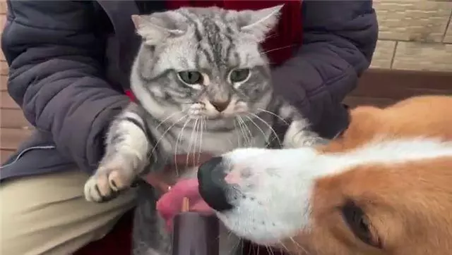 「到嘴的零食」被狗舔了!主子氣得「猛拍它的頭」:吃了全給我吐出來...
