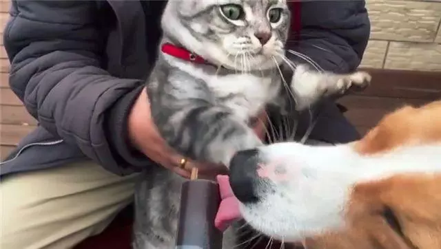 「到嘴的零食」被狗舔了!主子氣得「猛拍它的頭」:吃了全給我吐出來...
