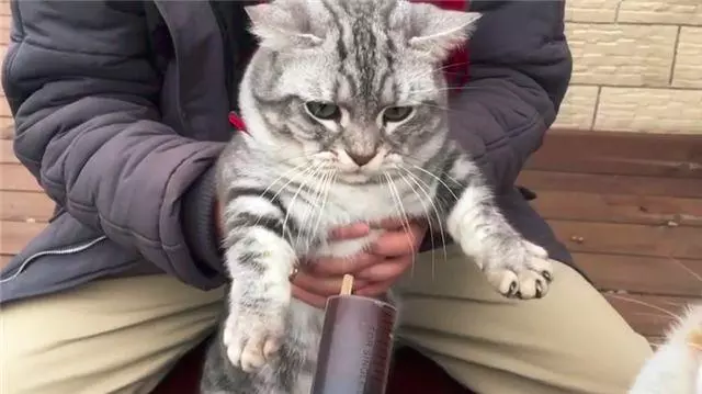 「到嘴的零食」被狗舔了!主子氣得「猛拍它的頭」:吃了全給我吐出來...