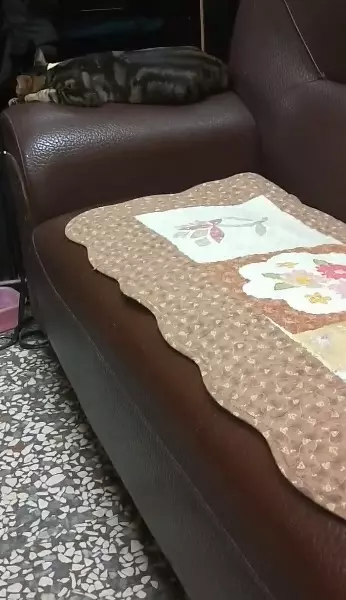 抖抖抖~主子「緊抱震動玩具」蹭臉臉 蘇湖快升天網笑:嗑藥了吧?