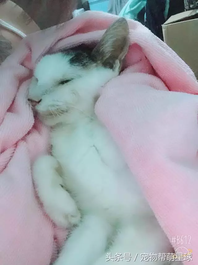 最後的告別,22歲老貓臨終前流淚:媽媽,我捨不得……