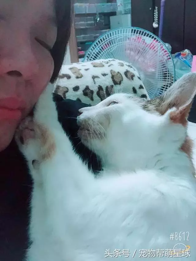 最後的告別,22歲老貓臨終前流淚:媽媽,我捨不得……