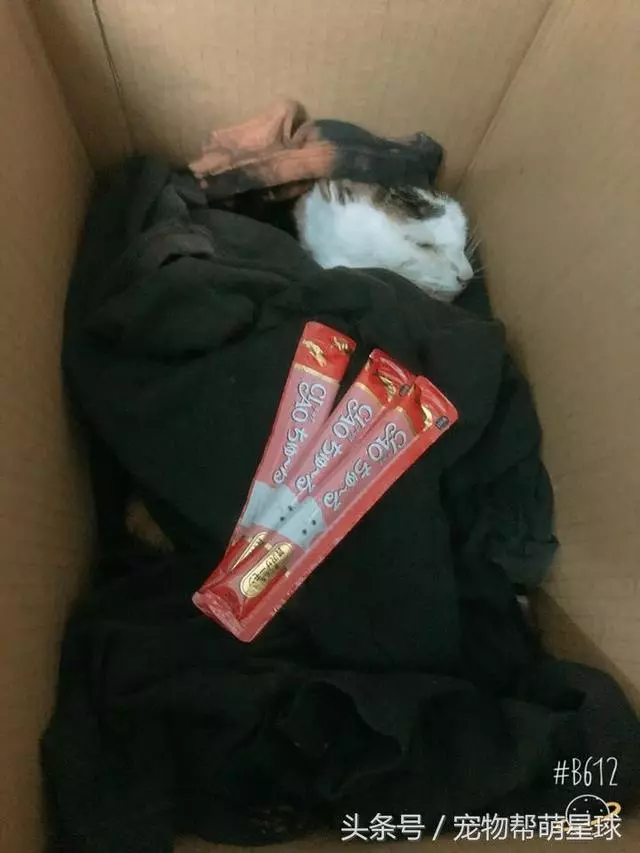 最後的告別,22歲老貓臨終前流淚:媽媽,我捨不得……