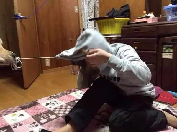 女兒和金毛互相吃醋,突然房內傳來女兒求救聲,老爸走進去笑噴了