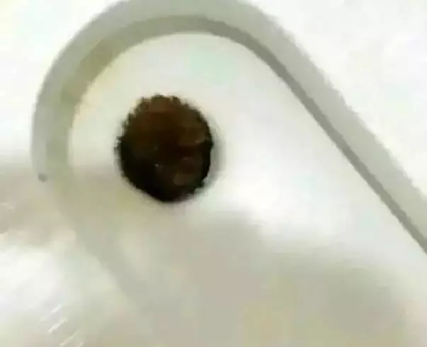 回家看到狗狗掉在馬桶里,而父親在看電視,不禁後悔是我錯了嗎?
