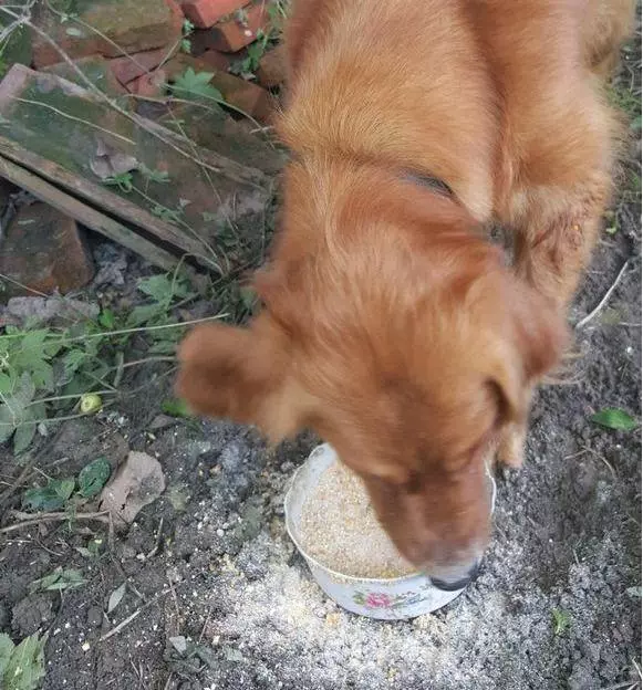 懷孕後家人不讓養狗,把狗送到鄉下,去看狗時老公的態度讓人心寒