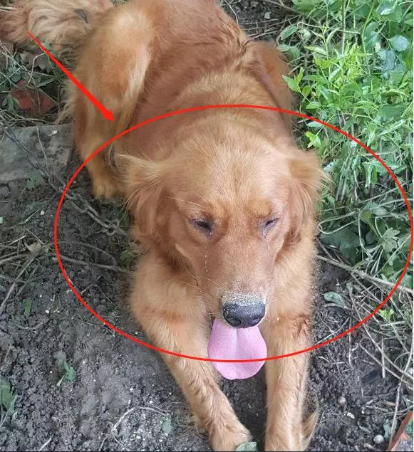 懷孕後家人不讓養狗,把狗送到鄉下,去看狗時老公的態度讓人心寒