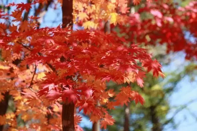 再過1個月,這些地方將成為全國最美地方,你去嗎