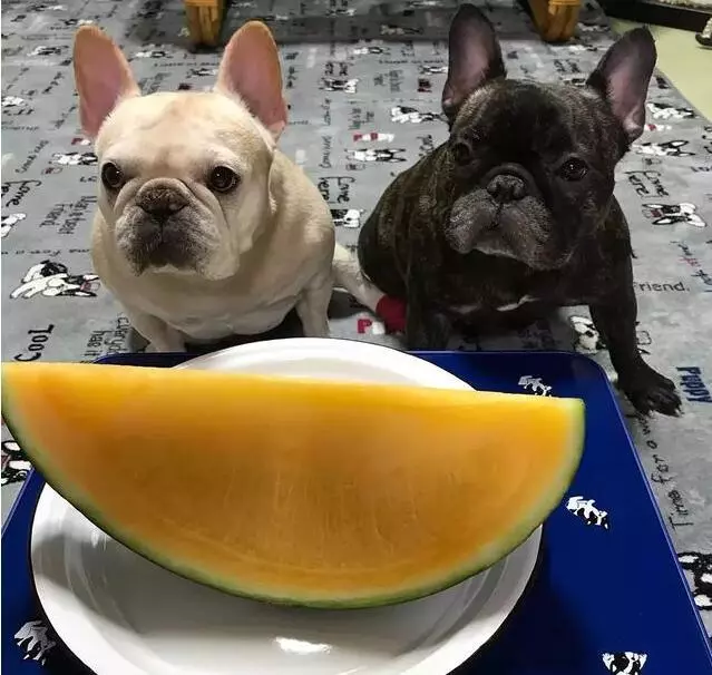 這樣飼養「法國鬥牛犬」,只會害死它