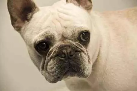 這樣飼養「法國鬥牛犬」,只會害死它