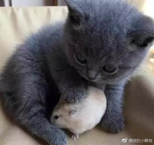 主人給小奶貓買了小倉鼠,過了一個小時後,主人:你能把鼠還我嗎