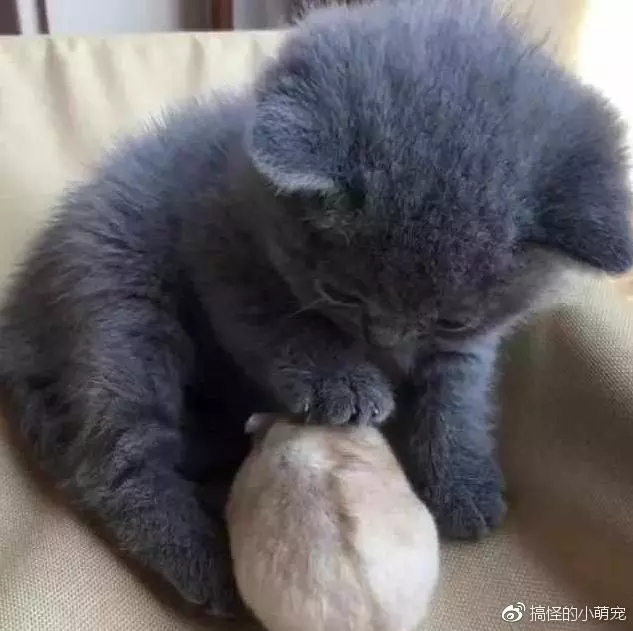 主人給小奶貓買了小倉鼠,過了一個小時後,主人:你能把鼠還我嗎