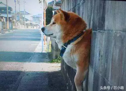 5個狗狗的小秘密,讓你更懂你家毛孩子